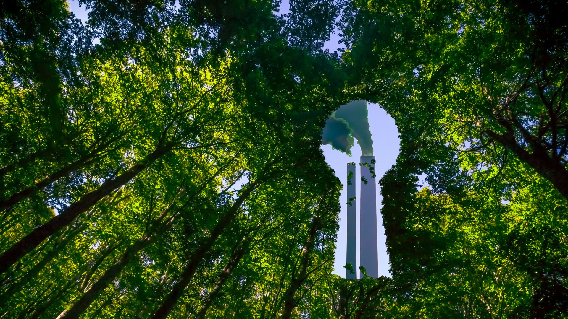 Cos'è il greenwashing e qual è il suo futuro